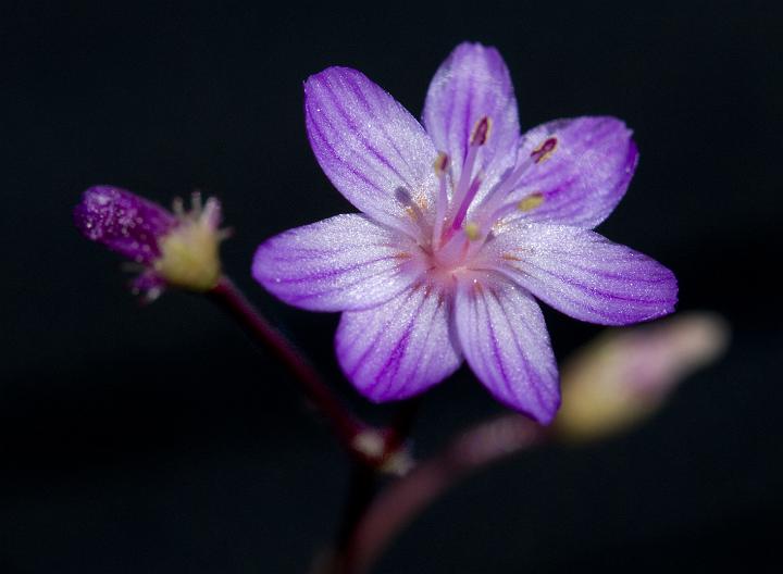 Quill-leaved Lewisia, Lewisia leana 3249.jpg